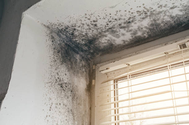 Affordable Mold Cleanup solutions in Vienna, IL
